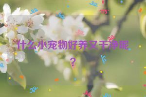 什么小宠物好养又干净呢？
