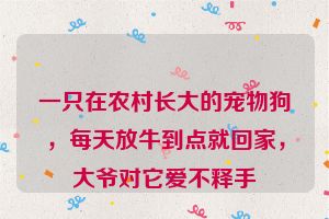 一只在农村长大的宠物狗，每天放牛到点就回家，大爷对它爱不释手