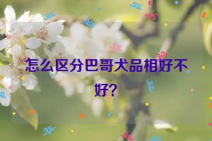 怎么区分巴哥犬品相好不好？