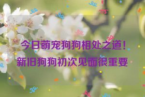 今日萌宠狗狗相处之道！新旧狗狗初次见面很重要