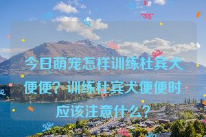 今日萌宠怎样训练杜宾犬便便？训练杜宾犬便便时应该注意什么？
