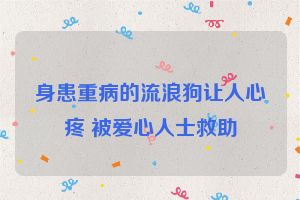 身患重病的流浪狗让人心疼 被爱心人士救助