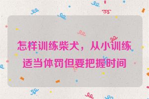 怎样训练柴犬，从小训练适当体罚但要把握时间