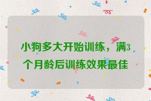 小狗多大开始训练，满3个月龄后训练效果最佳