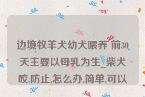 边境牧羊犬幼犬喂养 前30天主要以母乳为生_柴犬咬,防止,怎么办,简单,可以