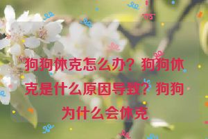 狗狗休克怎么办？狗狗休克是什么原因导致？狗狗为什么会休克