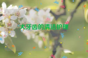 犬牙齿的清洁护理