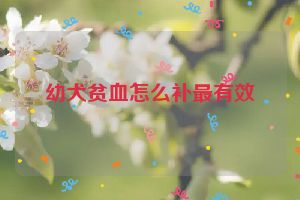 幼犬贫血怎么补最有效