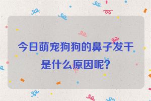 今日萌宠狗狗的鼻子发干是什么原因呢？