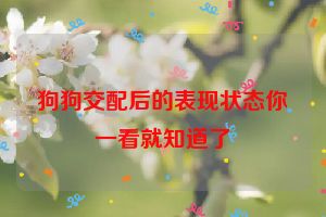 狗狗交配后的表现状态你一看就知道了