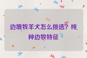 边境牧羊犬怎么挑选？纯种边牧特征