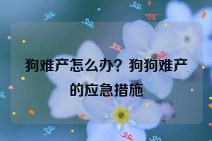 狗难产怎么办？狗狗难产的应急措施