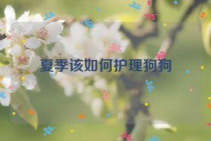 夏季该如何护理狗狗