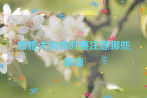 西施犬饲养时要注意哪些事项