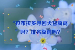 “拉布拉多寻回犬智商高”吗？排名靠前吗？