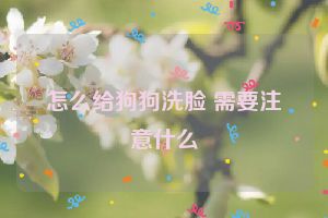 怎么给狗狗洗脸 需要注意什么