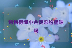 狗狗得细小会传染给猫咪吗