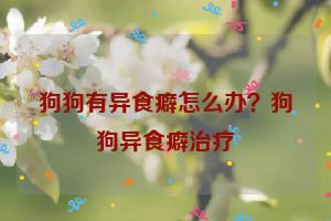 狗狗有异食癖怎么办？狗狗异食癖治疗