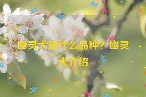 幽灵犬是什么品种？幽灵犬介绍