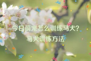 今日萌宠怎么训练马犬？马犬训练方法