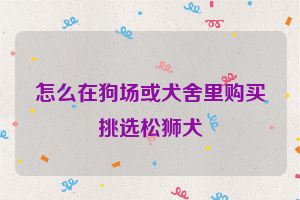 怎么在狗场或犬舍里购买挑选松狮犬