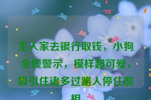 主人家去银行取钱，小狗全线警示，模样超可爱，吸引住诸多过路人停住照相