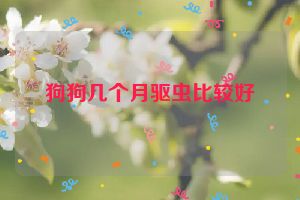 狗狗几个月驱虫比较好