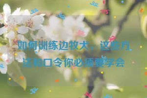 如何训练边牧犬，这些方法和口令你必须要学会