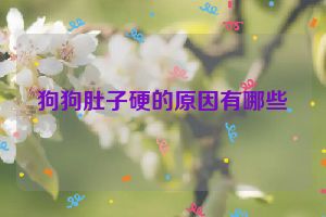 狗狗肚子硬的原因有哪些