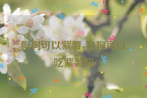 狗狗可以紫薯-狗狗可以吃紫薯吗