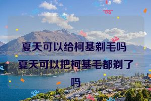 夏天可以给柯基剃毛吗 夏天可以把柯基毛都剃了吗