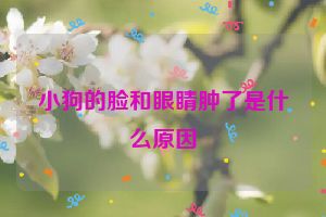 小狗的脸和眼睛肿了是什么原因