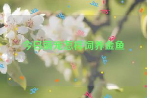 今日萌宠怎样饲养金鱼