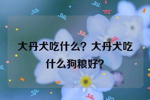 大丹犬吃什么？大丹犬吃什么狗粮好？