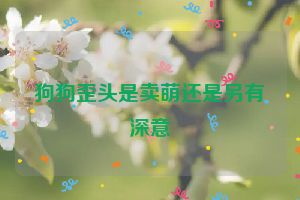 狗狗歪头是卖萌还是另有深意