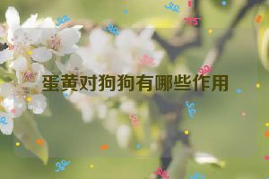 蛋黄对狗狗有哪些作用