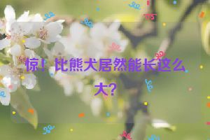 惊！比熊犬居然能长这么大？