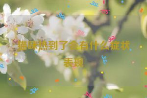 猫咪热到了会有什么症状表现