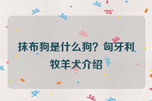 抹布狗是什么狗?匈牙利牧羊犬介绍