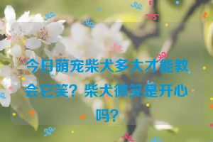 今日萌宠柴犬多大才能教会它笑？柴犬微笑是开心吗？