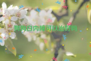 狗狗白内障可以治好吗
