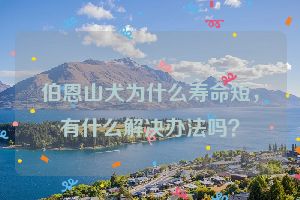 伯恩山犬为什么寿命短，有什么解决办法吗？