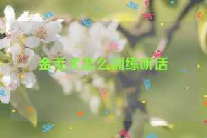 金毛犬怎么训练听话