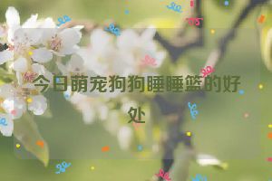 今日萌宠狗狗睡睡篮的好处