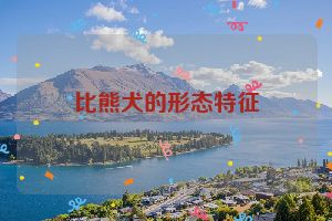 比熊犬的形态特征