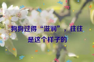 狗狗过得“滋润”，往往是这个样子的