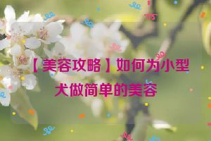 【美容攻略】如何为小型犬做简单的美容