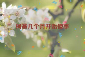 柯基几个月开始懂事