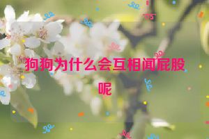 狗狗为什么会互相闻屁股呢