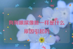 狗狗眼屎像脓一样是什么原因引起的